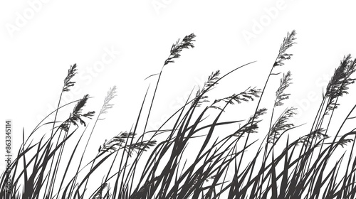 Black grass silhouettes isolated on a white background 