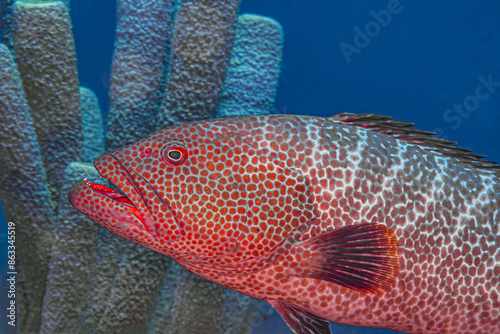 tiger grouper,Mycteroperca tigris, marine, ray-finned, fish, photo