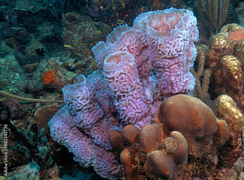 the azure vase sponge, photo