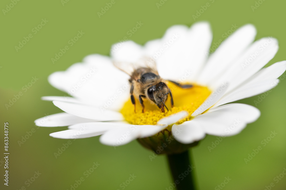 Close-up of a western honeybee sitting on a white daisy. The background is green. Close-up of a western honeybee sitting on a white daisy. The background is green.