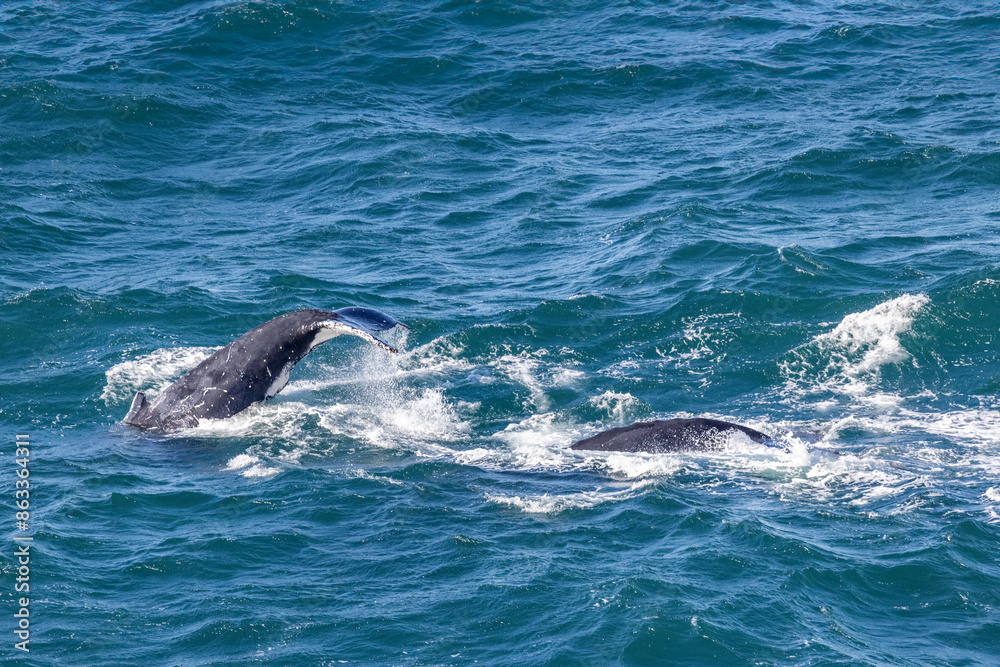 Fototapeta premium Humpback Whales migrating north along the east Australian coast