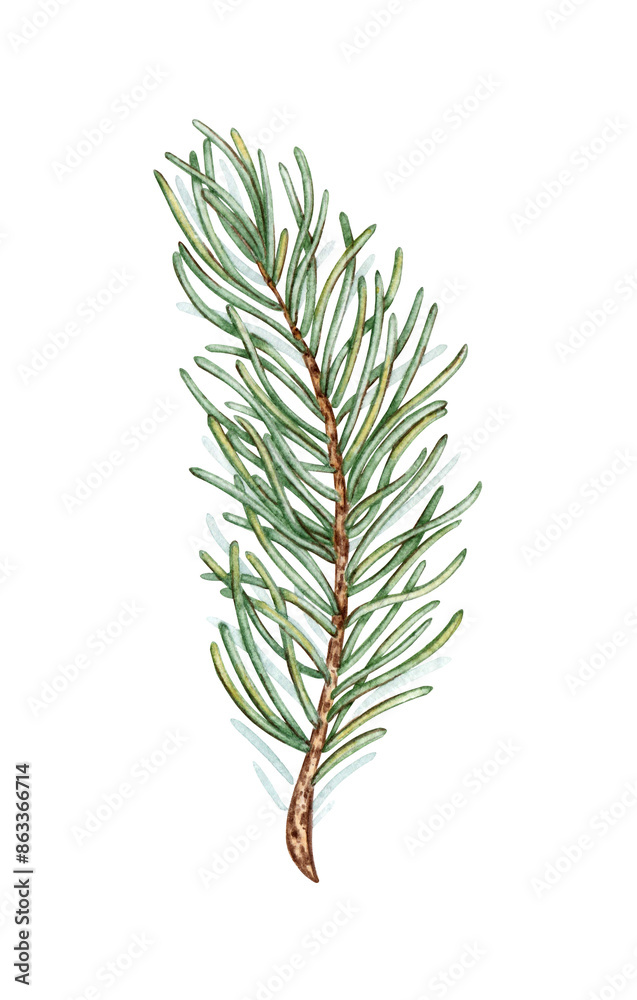 Fototapeta premium Fir branch with green needles watercolor illustration. Forest plants for winter and Christmas decor. Isolated from the background. Pine, fir, larch, juniper, thuja, larch, conifer.