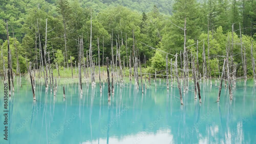 北海道 美瑛 青い池 北海道 美瑛 青い池