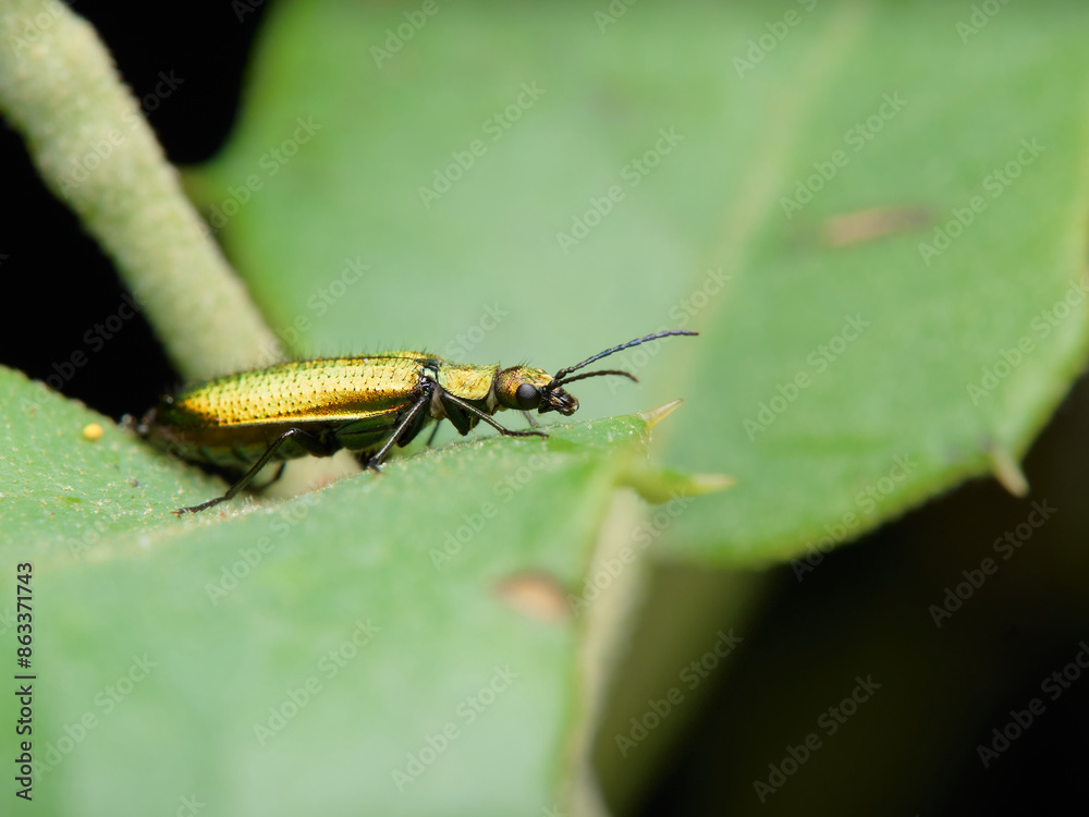 Fototapeta premium Chrysanthia