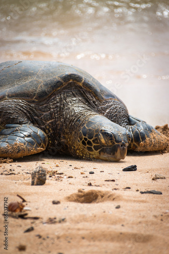 One basking Hawaiian green sea turtle at Poipu Beach on the island of Kauai, Hawaii, USA