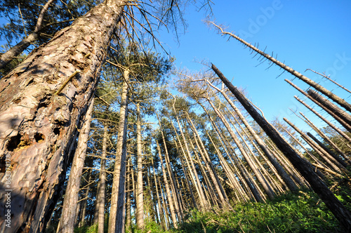 Dead pine trees in a forest caused by the bark beetle. photo