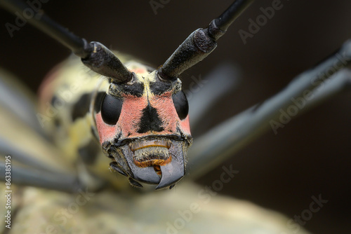 Longhorn Beetle photo