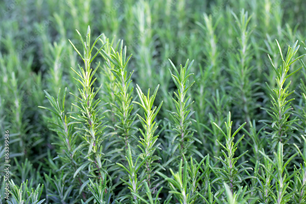 Rosemary plant, Fresh herb in the garden Rosemary plant, Fresh herb in the garden
