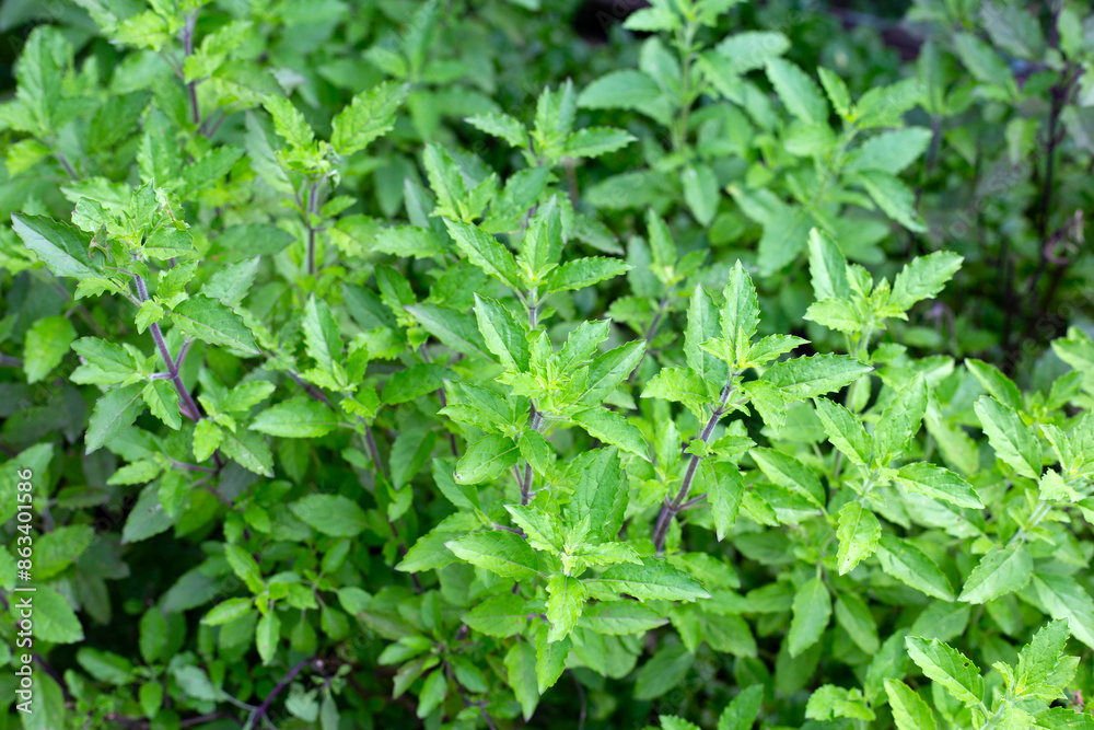 Holy basil in vegetable garden. Fresh green leaves of herb plant Holy basil in vegetable garden. Fresh green leaves of herb plant