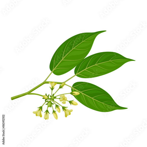 Vector illustration of leaves and flowers of Gurmar, scientific name gymnema inodorum, isolated on white background.