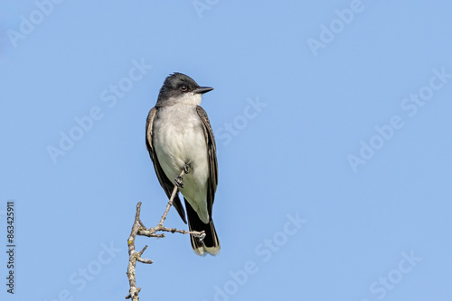 Eastern Kingbird Perched on a Branch