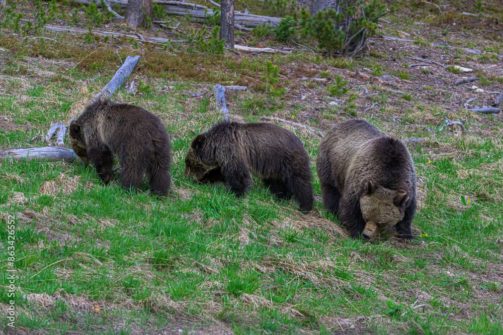 Three Bears Grazing in the Grass Three Bears Grazing in the Grass