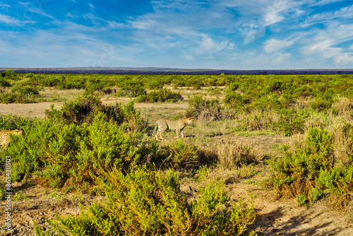 A Cheetah on the lookout for prey on the vast savanna plains with bright blue skies at Amboseli National Park, Kenya