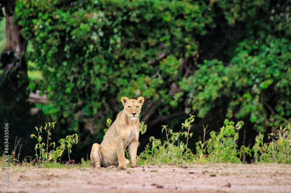 Naklejka premium A watchful Lioness looks for prey and dangers at the Amboseli National Park, Kenya