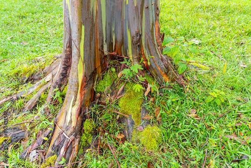 Rainbow Eucalyptus tree at Keahua Arboretum near Kapa'a, Kauai, Hawaii. Rainbow Eucalyptus is a tree of the species Eucalyptus deglupta with striking coloured streaks on its bark.  photo