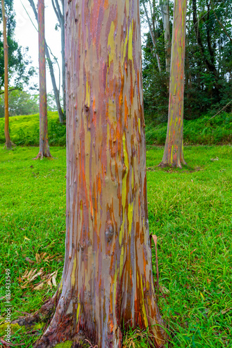 Rainbow Eucalyptus tree at Keahua Arboretum near Kapa'a, Kauai, Hawaii. Rainbow Eucalyptus is a tree of the species Eucalyptus deglupta with striking coloured streaks on its bark.  photo