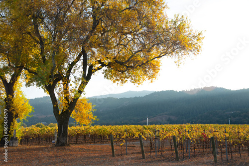 Napa Valley's boutique wineries produce some of the world's best wines.