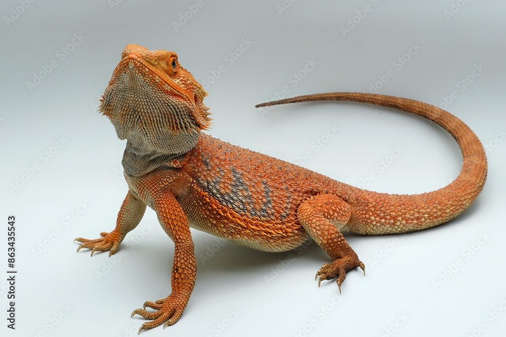 Fototapeta premium bearded dragon lizard on a white background