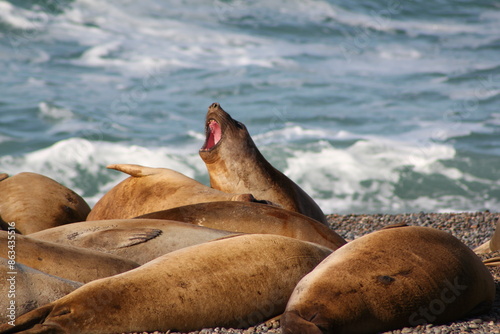 Sea Wolf, peninsula valdes, patagonia argentina