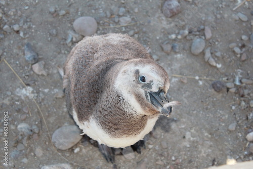 Penguin reserve, Punta Tombo, Patagonia Argentina photo