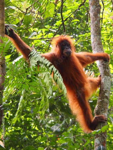 Wild Orangutan swinging in the tropical jungle of Sumatra in Indonesia	