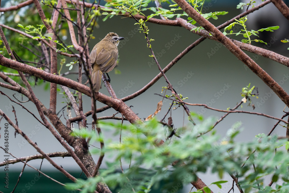 Obraz premium White-browed bulbul is waiting in tree on the look out for food