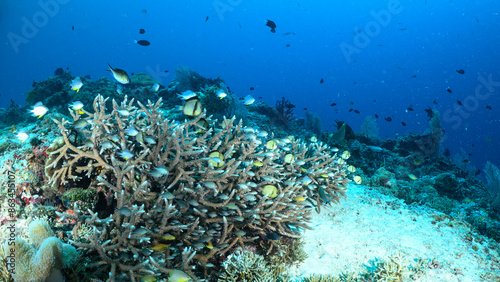 Fototapeta Naklejka Na Ścianę i Meble -  coral reef with fish
