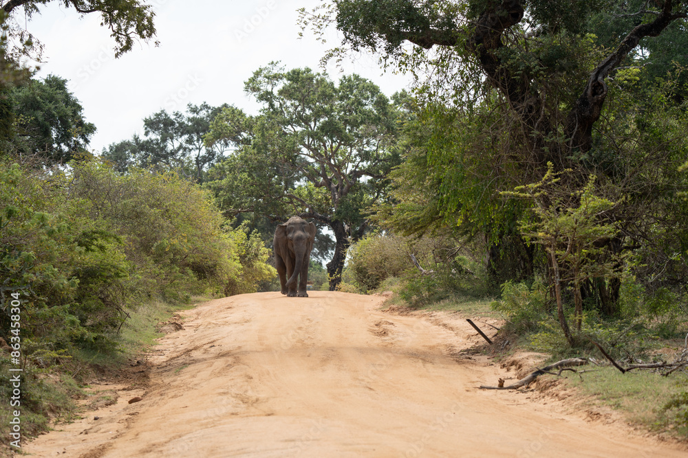 Fototapeta premium Asian Elephants Yala National Park