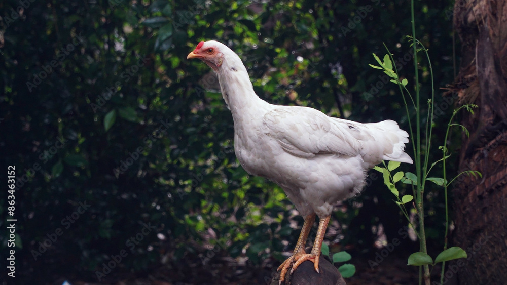 White hen standing on wood. Focus selected. Blurred background White hen standing on wood. Focus selected. Blurred background