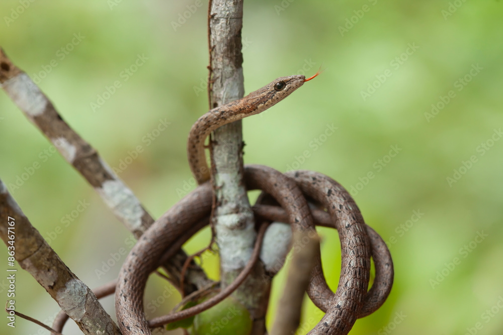 Snake In Borneo Forest Snake In Borneo Forest
