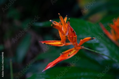 Obraz na płótnie Close-up of bird of paradise found in El Yunque National Forest in Puerto Rico w salonie