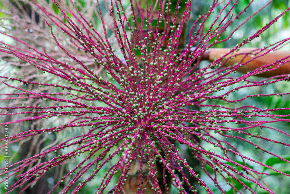 Sierra palm seeds emerging from tree trunk in El Yunque National Forest