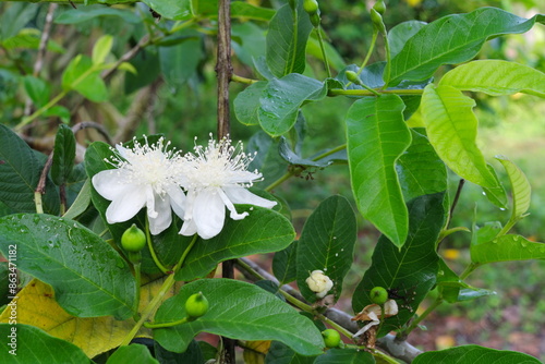 Obraz na płótnie Closeup of guava or Psidium guajava tree with white flowers found in Batangas, Philippines. w salonie