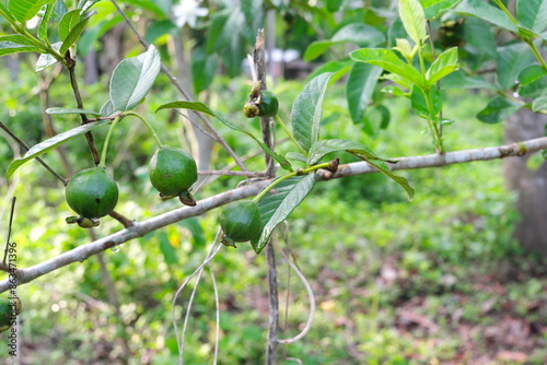 Closeup of native guava or Psidium guajava tree with young fruits found in Batangas, Philippines. photo