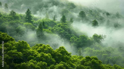 Forest View with Fog