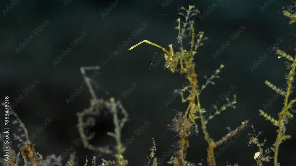 A yellow shrimp skeleton sits on a hydroid branch collecting food floating past in a tropical sea current. A yellow shrimp skeleton sits on a hydroid branch collecting food floating past in a tropical sea current.