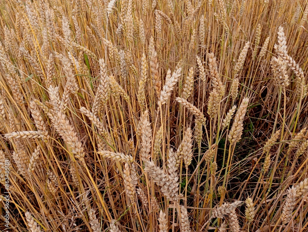 Fototapeta premium Wheat field with yellow ears of wheat. The topic of farming and growing grain crops. Growing food in spacious fields.