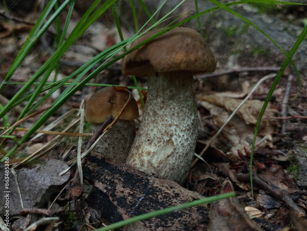In a cozy forest, two birches grow among the leaves, leaning against each other. The topic of collecting mushrooms and mushrooms in the summer in the forest. In a cozy forest, two birches grow among the leaves, leaning against each other. The topic of collecting mushrooms and mushrooms in the summer in the forest.