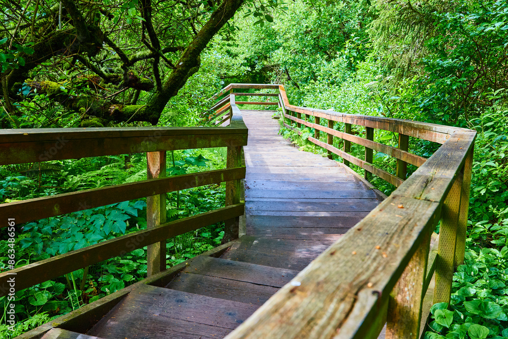 Lush Forest Pathway with Wooden Walkway Eye-Level Perspective Lush Forest Pathway with Wooden Walkway Eye-Level Perspective