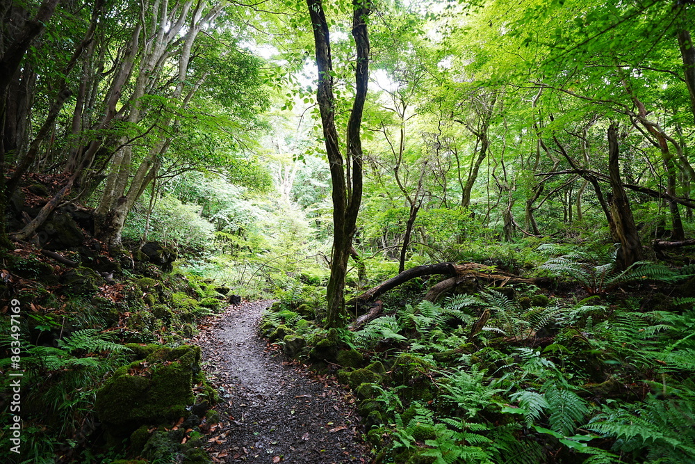 Fototapeta premium fine summer forest and path in the gleaming sunlight