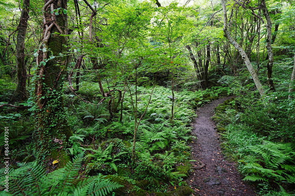 Obraz premium lively summer path through thick ferns