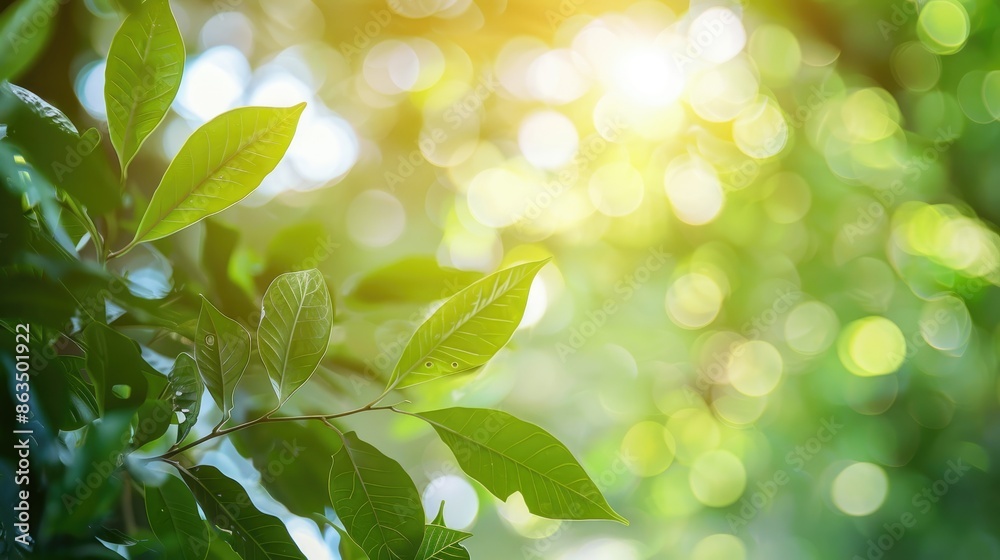 Blurry fresh green leaf with natural plant branch in garden at summer sunlight for wallpaper background with empty space for text Blurry fresh green leaf with natural plant branch in garden at summer sunlight for wallpaper background with empty space for text
