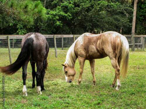 Black Horse And A Tan Horse In A Field Of Grass