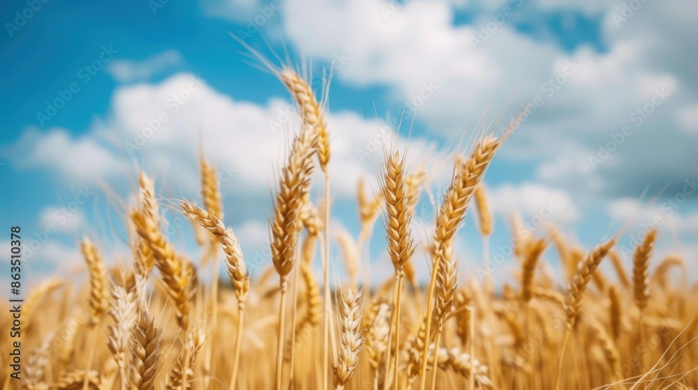 Obraz premium A panoramic view of a wheat field with golden stalks, set against a backdrop of a blue sky. 