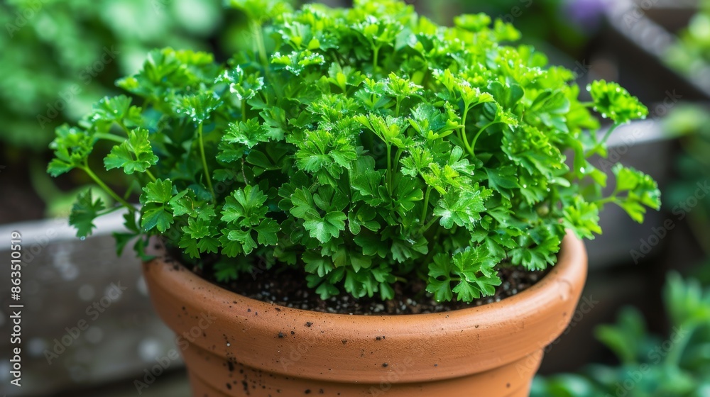 Parsley Plant in Pot Parsley Plant in Pot