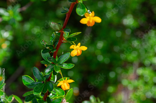 Calafate flower (berberis microphylla)