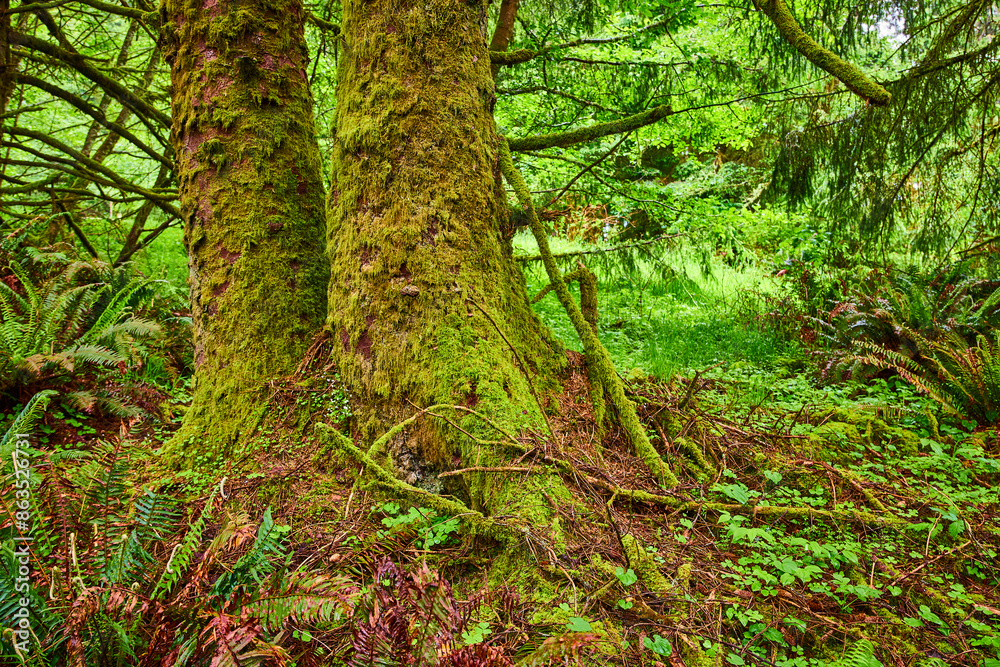 Fototapeta premium Moss-Covered Trees in Lush Rainforest - Eye-Level Perspective
