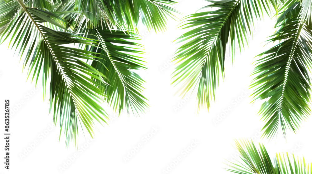 Tree green leaf tropical palm leaves border on transparent background Tree green leaf tropical palm leaves border on transparent background