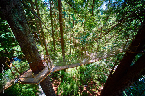 Fotografía Aerial View of Forest Canopy Suspension Bridge in Dense Redwoods