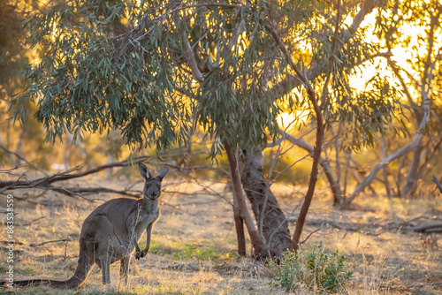 Cute wild young kangaroo grazing close-up, animal portrait, Australian wildlife